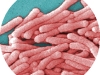 Legionella